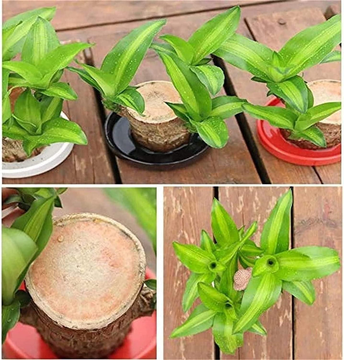 Big Size Lucky Brazil Wood Plant |š„FLAT 50% OFF SALEš„